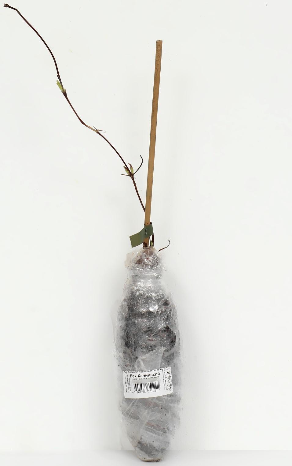 Клематис крупноцветковый 