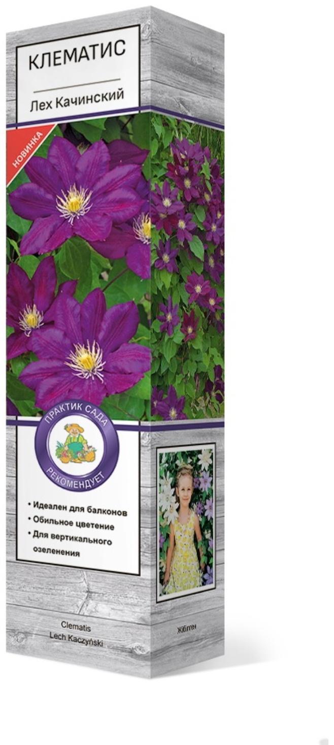 Клематис крупноцветковый 