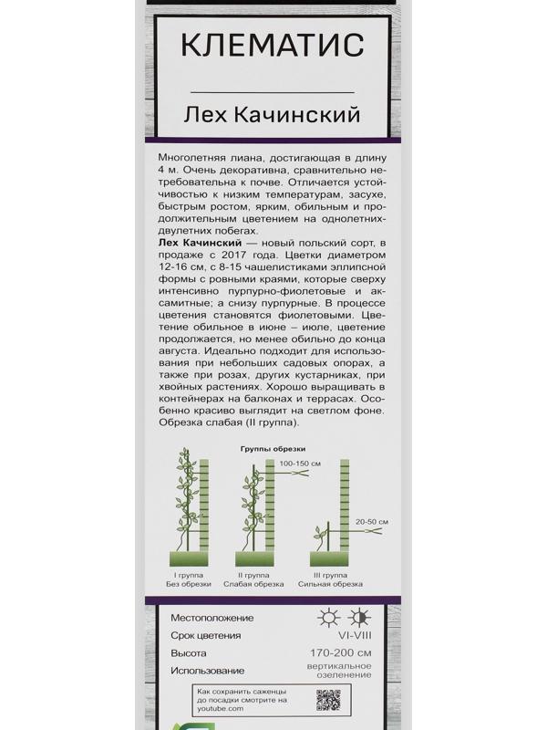 Клематис крупноцветковый 