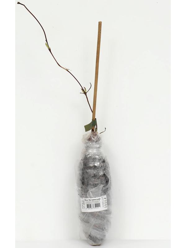 Клематис крупноцветковый 