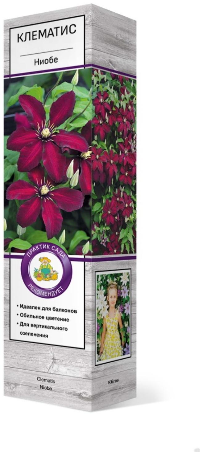 Клематис крупноцветковый 