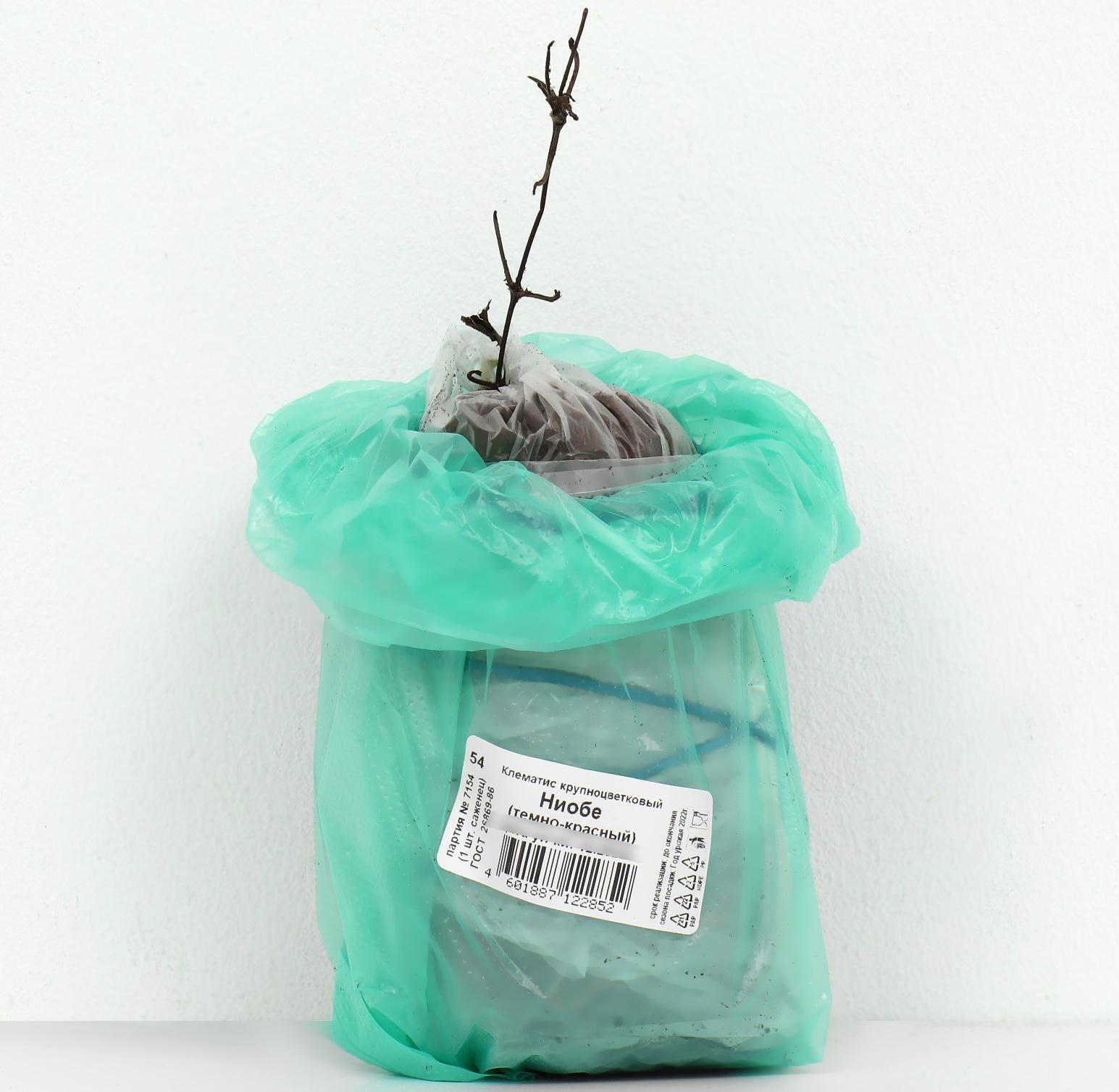 Клематис крупноцветковый 