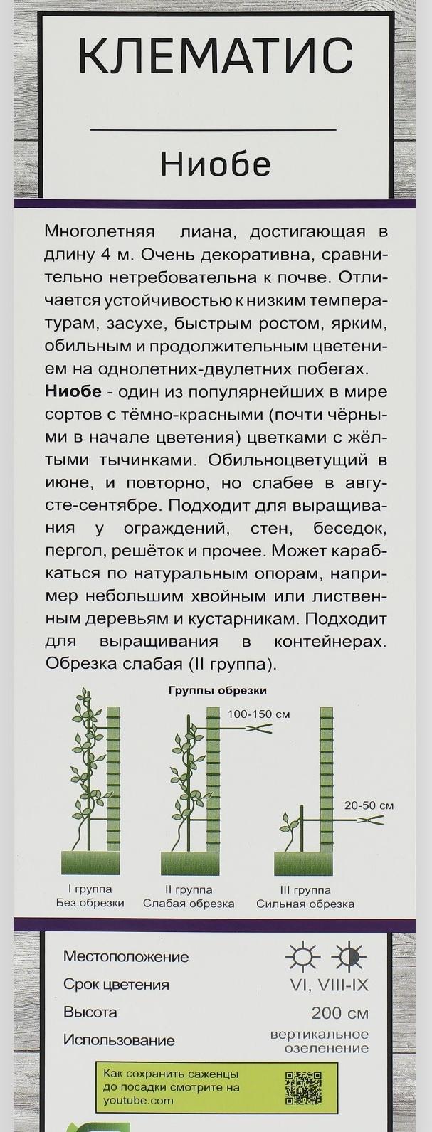 Клематис крупноцветковый 