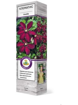 Клематис крупноцветковый 