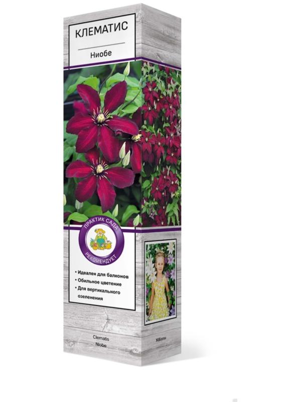 Клематис крупноцветковый 