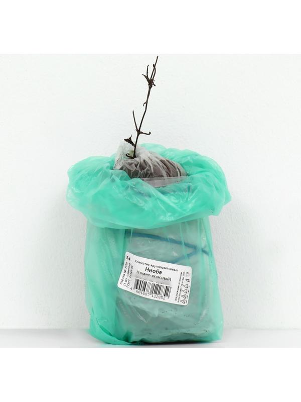 Клематис крупноцветковый 