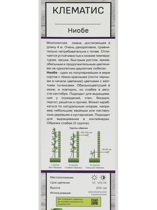 Клематис крупноцветковый 