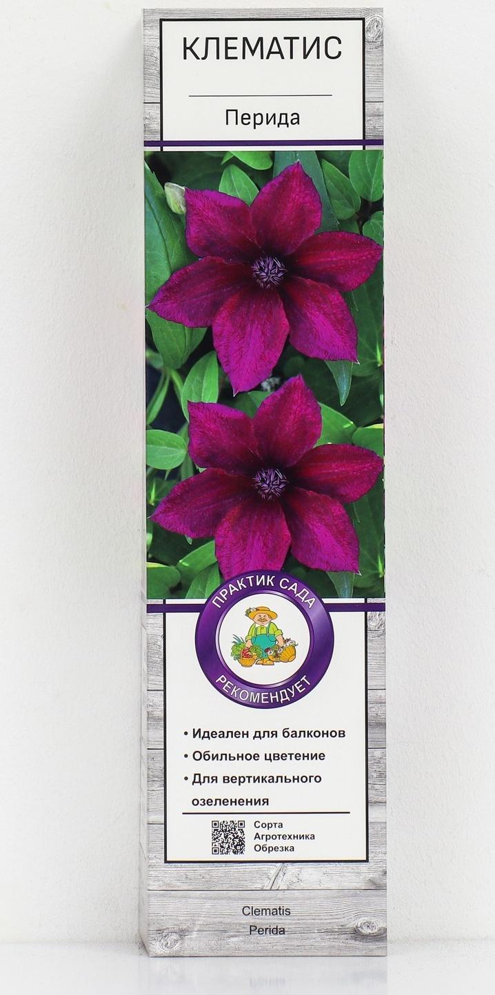 Клематис крупноцветковый 