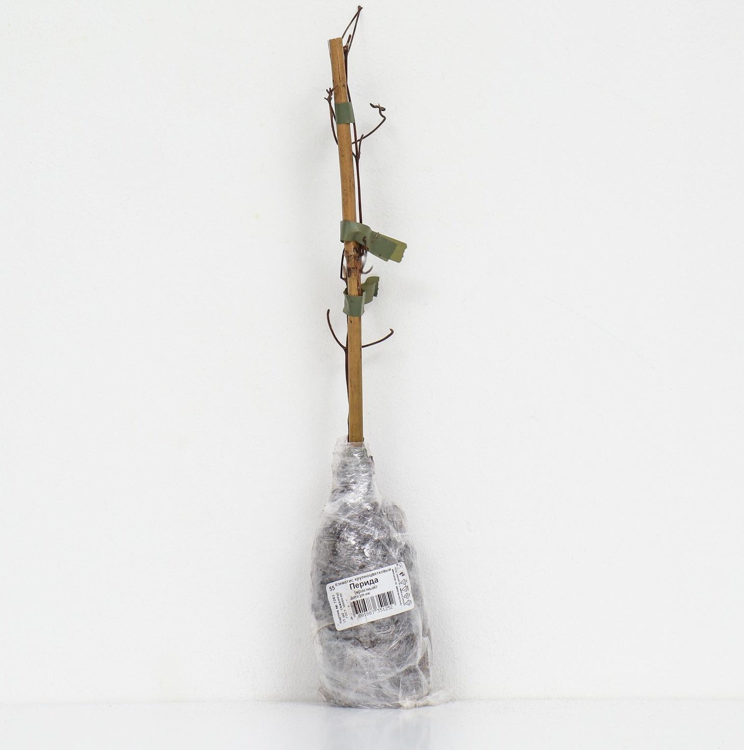 Клематис крупноцветковый 