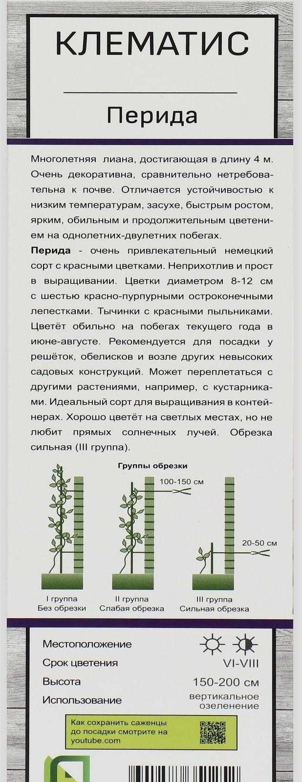 Клематис крупноцветковый 