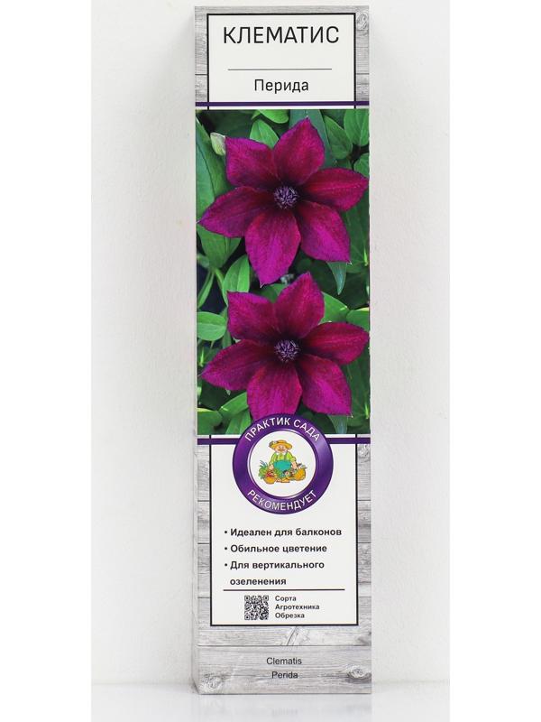 Клематис крупноцветковый 