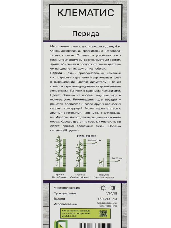 Клематис крупноцветковый 