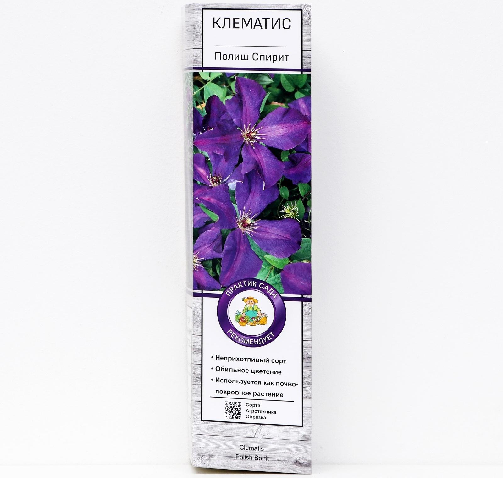 Клематис крупноцветковый 