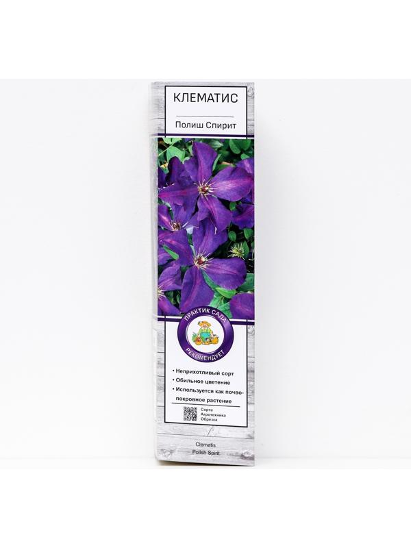 Клематис крупноцветковый 