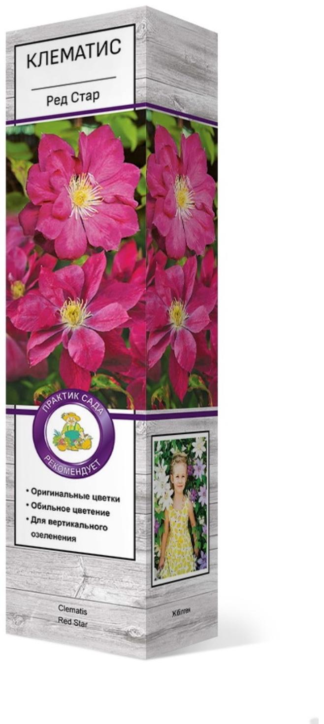 Клематис крупноцветковый 