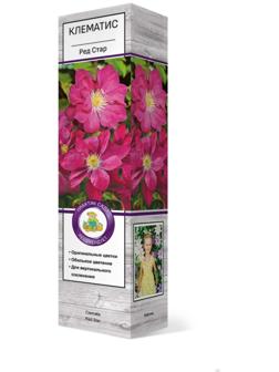 Клематис крупноцветковый 
