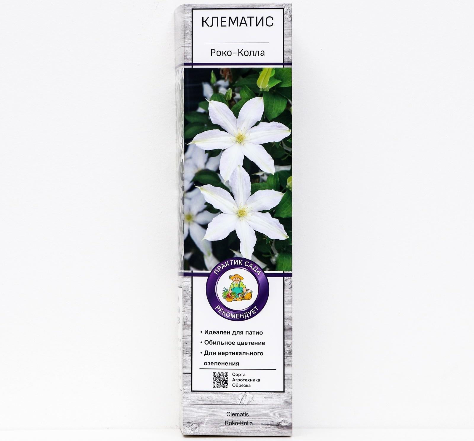 Клематис крупноцветковый 