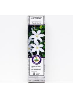 Клематис крупноцветковый 