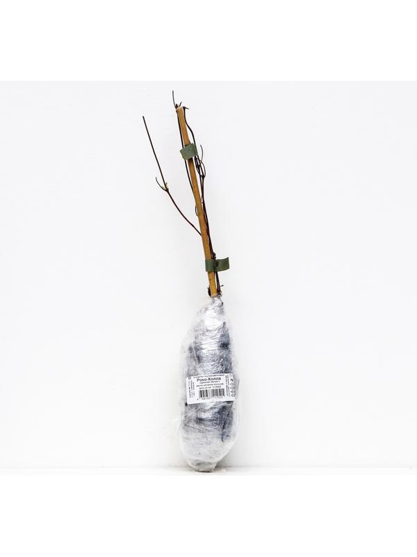 Клематис крупноцветковый 