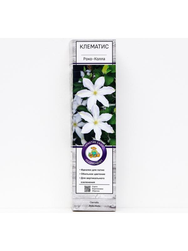 Клематис крупноцветковый 