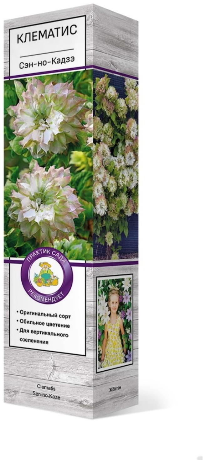 Клематис крупноцветковый 