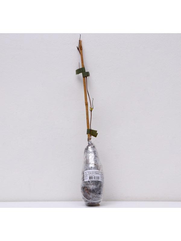 Клематис крупноцветковый 