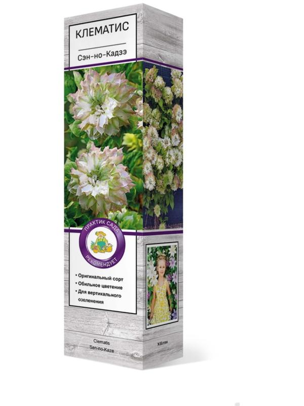 Клематис крупноцветковый 