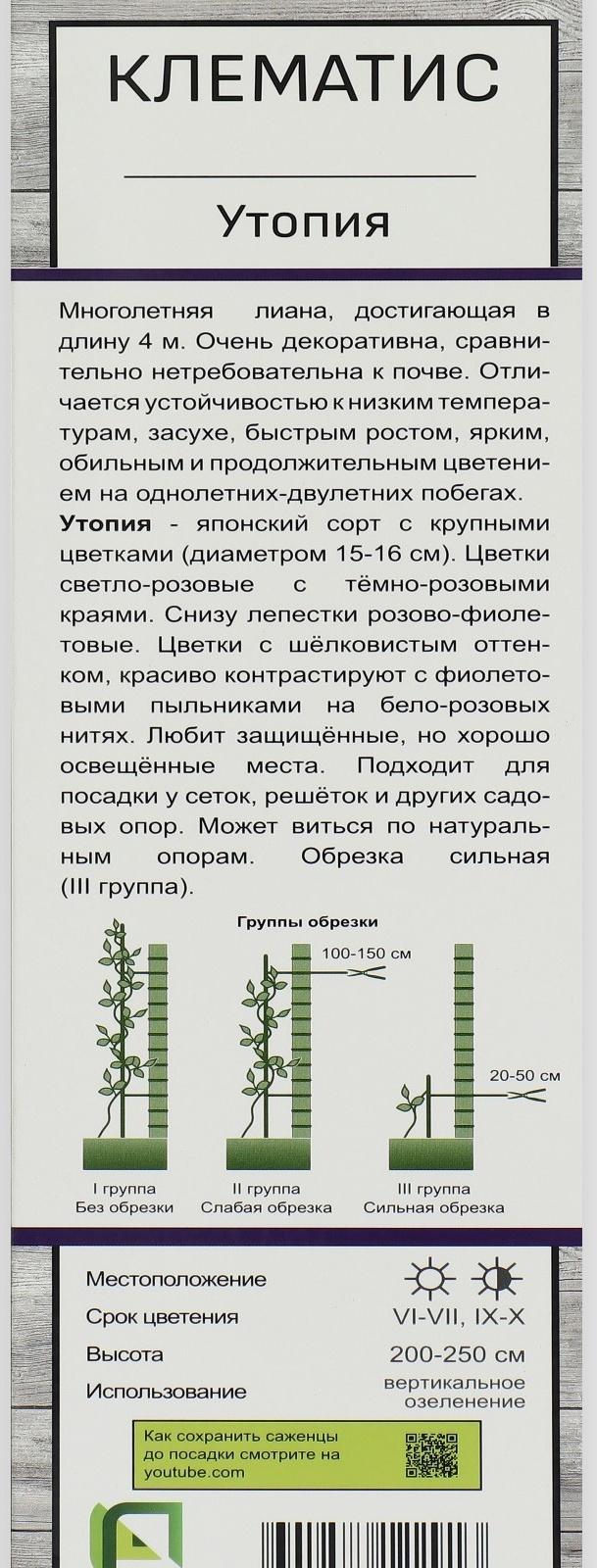 Клематис крупноцветковый 
