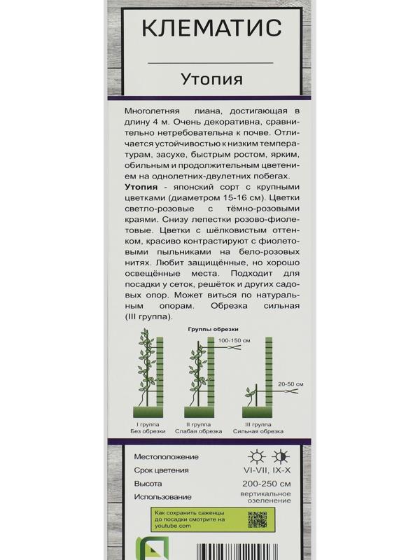 Клематис крупноцветковый 