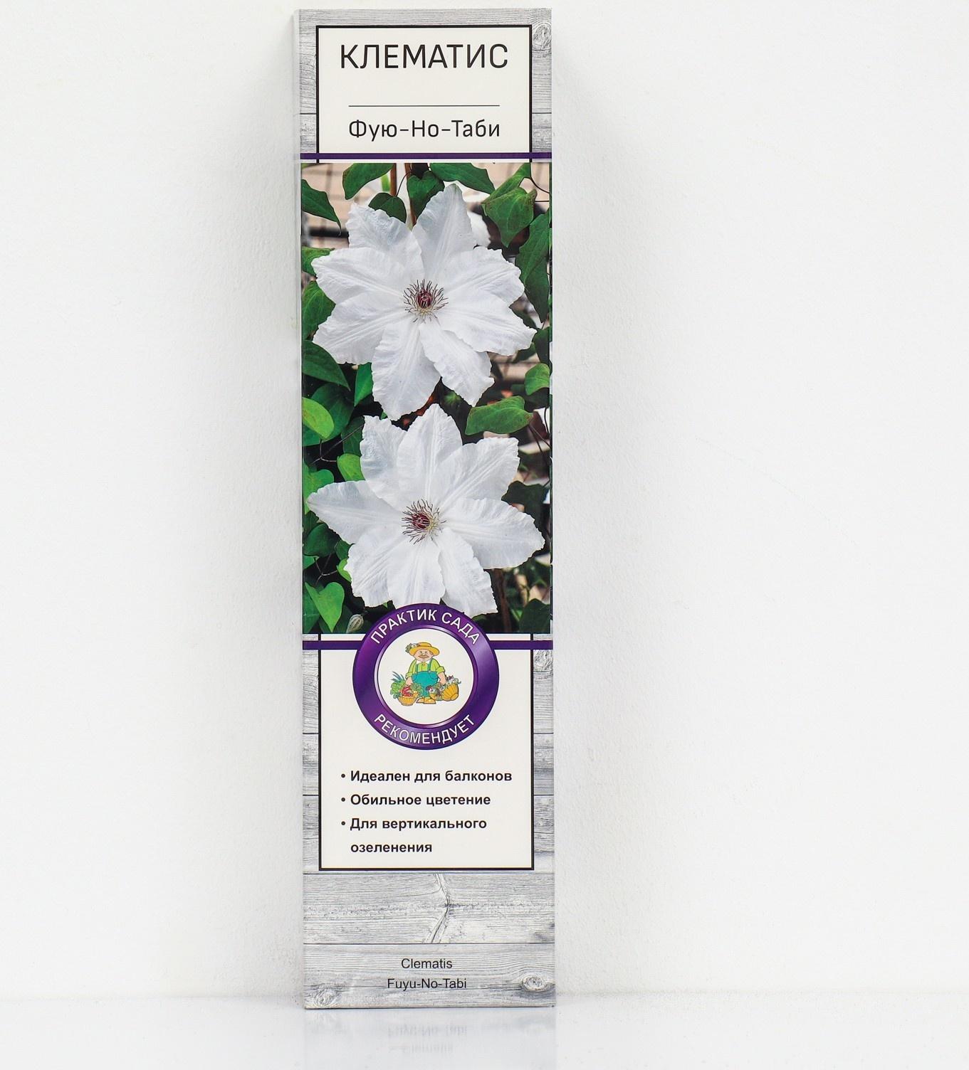 Клематис крупноцветковый 