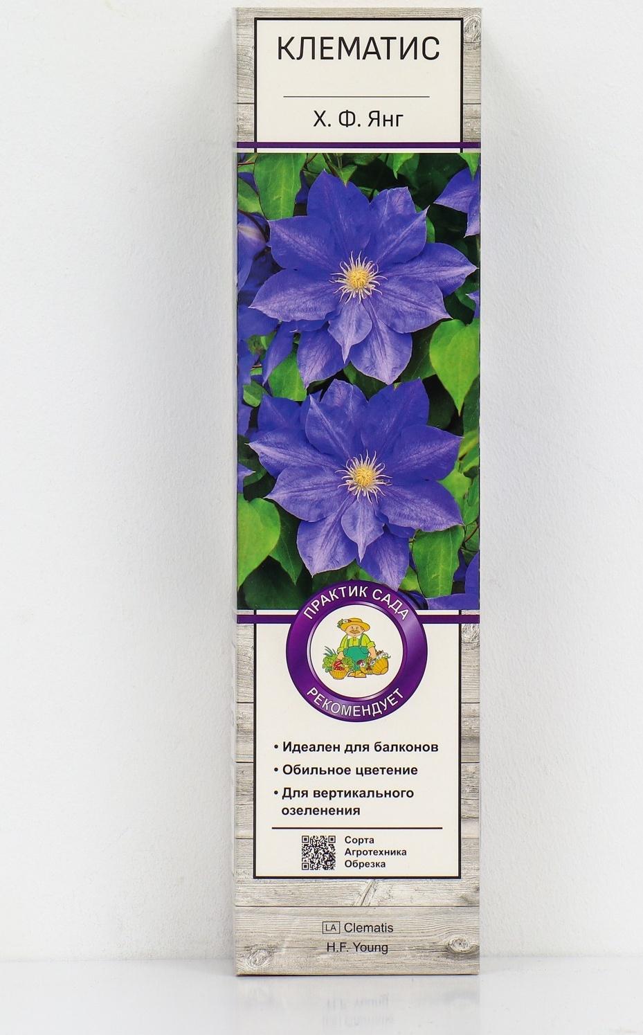 Клематис крупноцветковый 