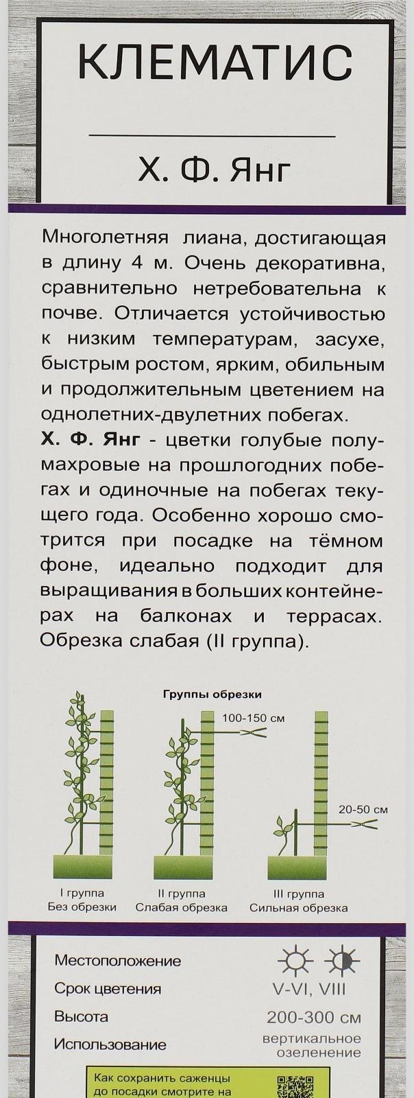 Клематис крупноцветковый 