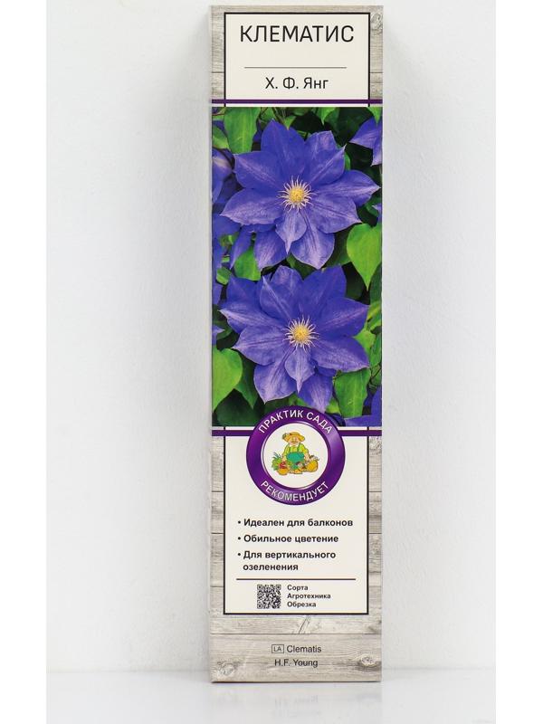 Клематис крупноцветковый 