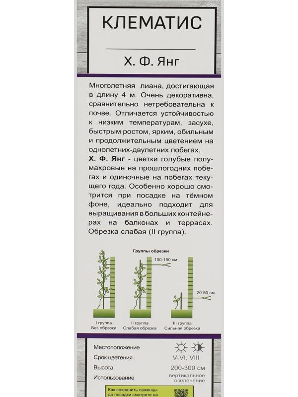 Клематис крупноцветковый 