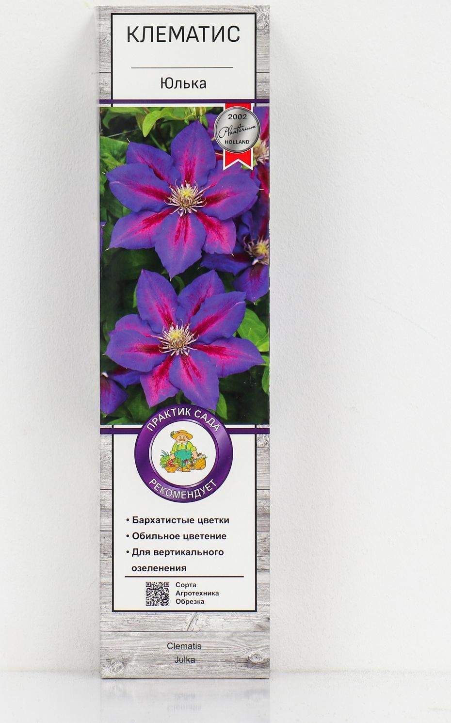 Клематис крупноцветковый 