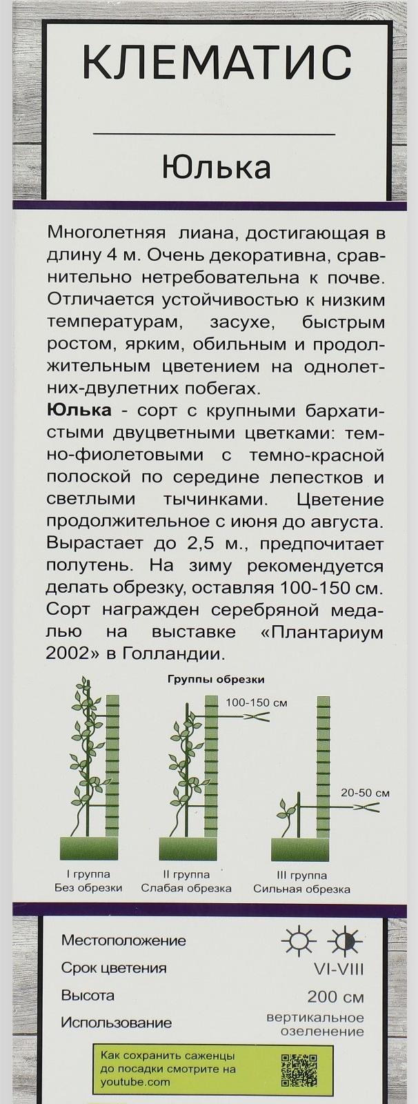 Клематис крупноцветковый 