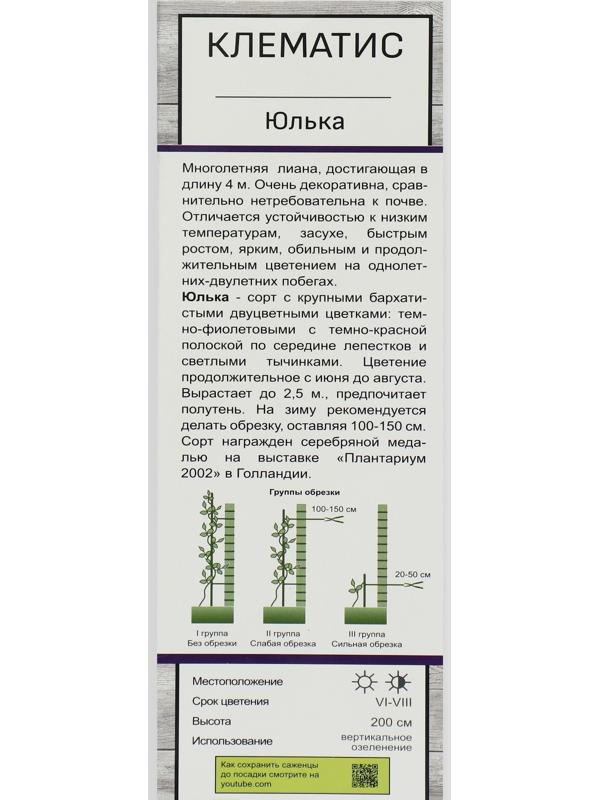 Клематис крупноцветковый 