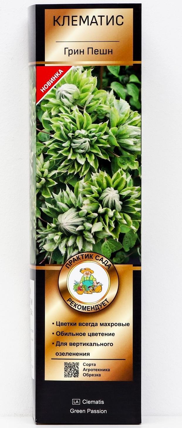 Клематис крупноцветковый Люкс 