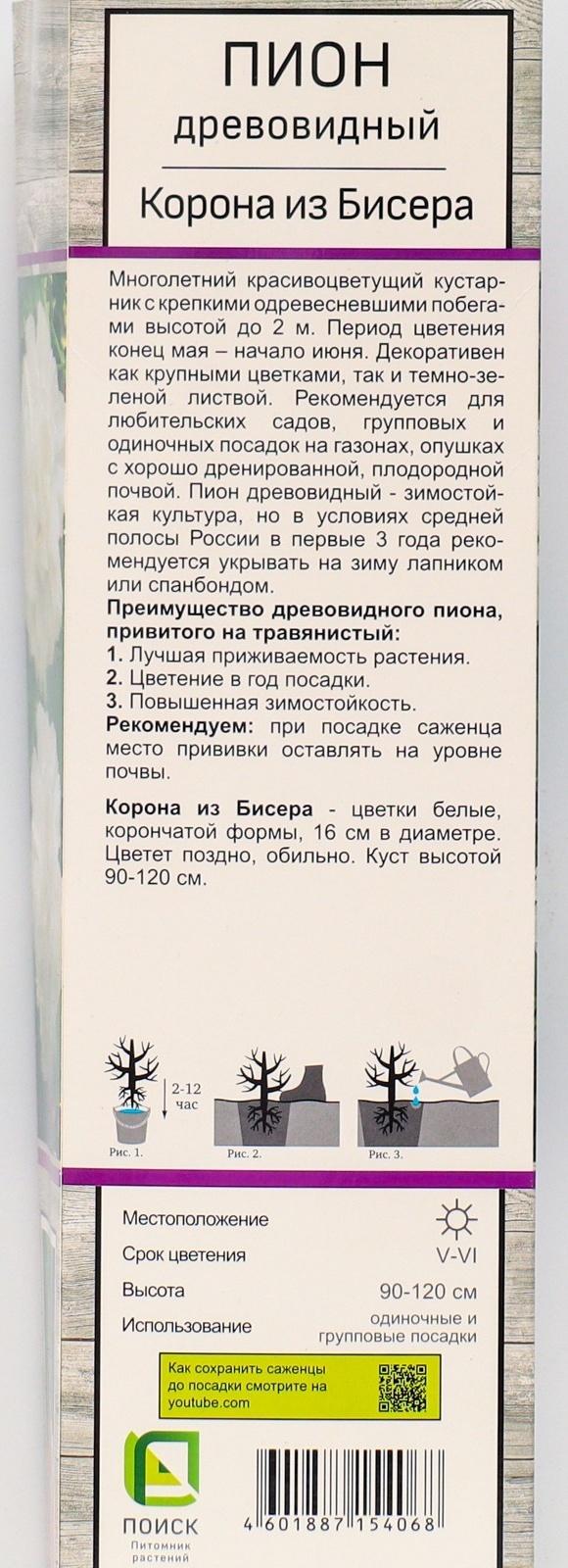 Пион древовидный (привитый на травянистый) 