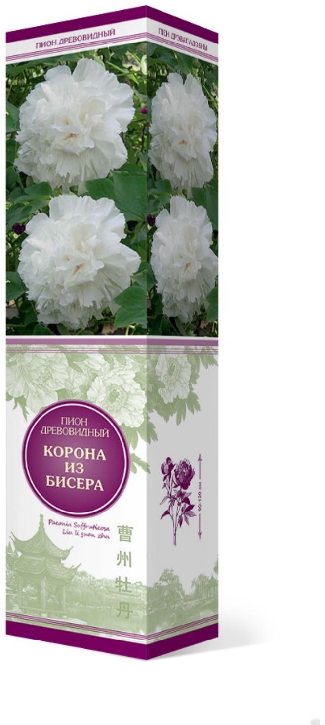 Пион древовидный (привитый на травянистый) 