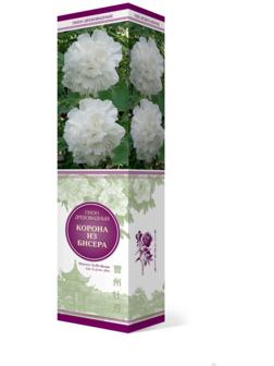 Пион древовидный (привитый на травянистый) 