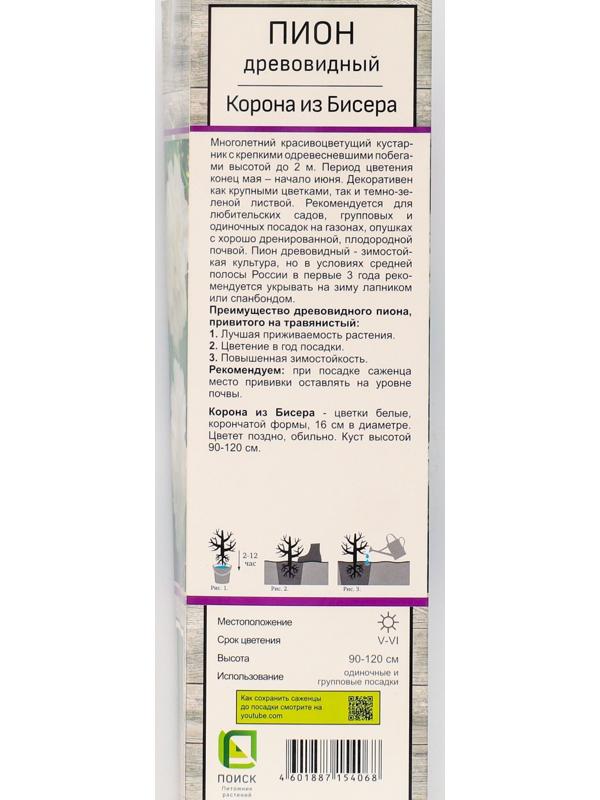 Пион древовидный (привитый на травянистый) 