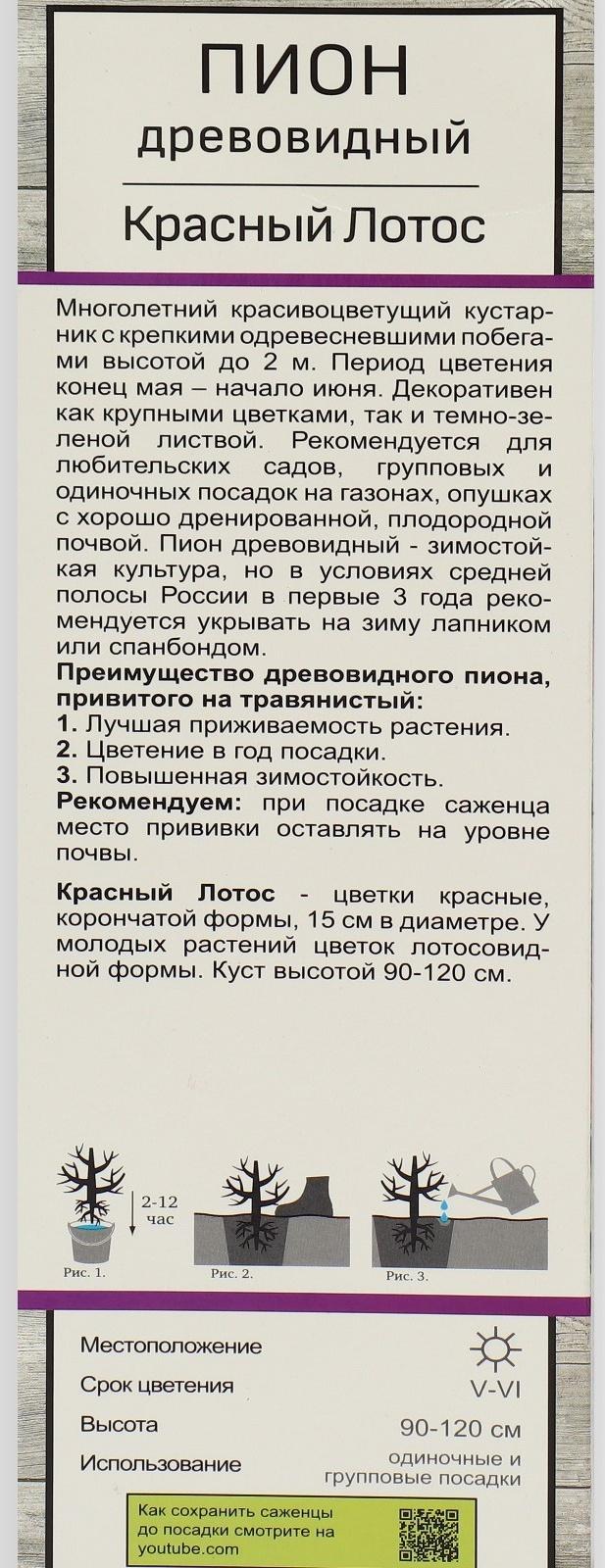 Пион древовидный (привитый на травянистый) 