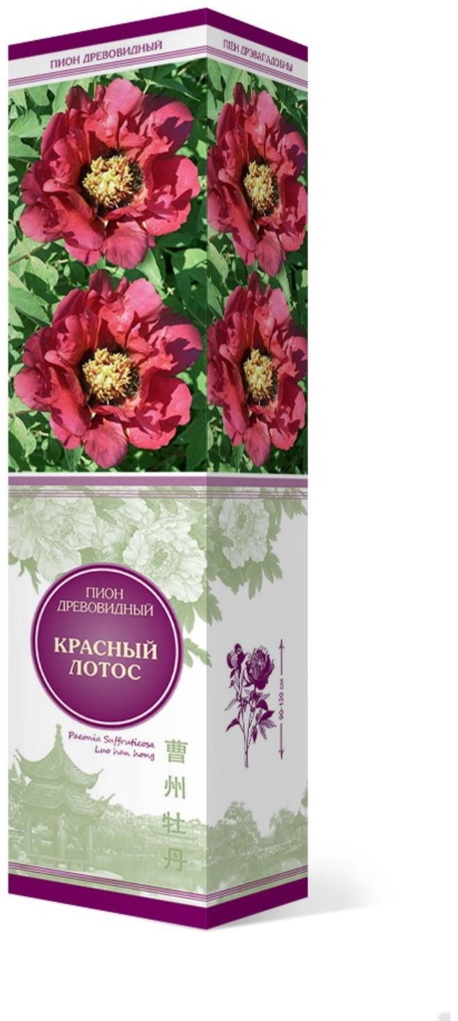 Пион древовидный (привитый на травянистый) 