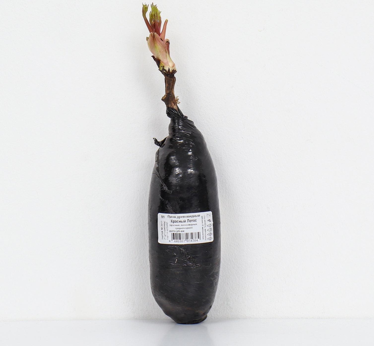 Пион древовидный (привитый на травянистый) 