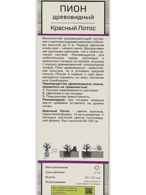 Пион древовидный (привитый на травянистый) 