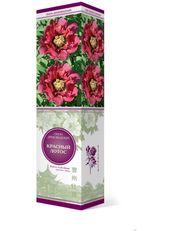 Пион древовидный (привитый на травянистый) 