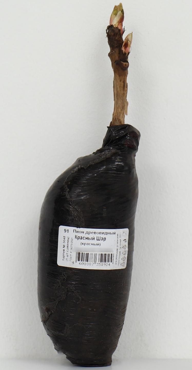 Пион древовидный (привитый на травянистый) 