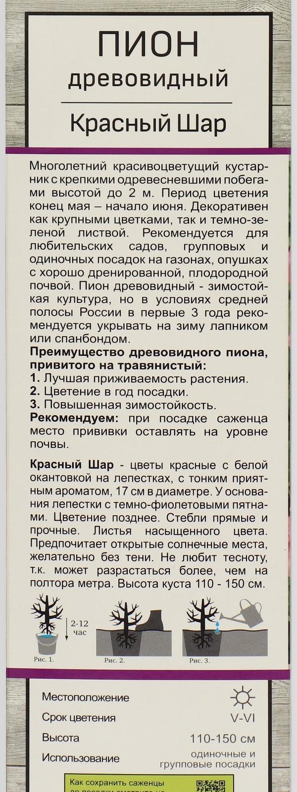 Пион древовидный (привитый на травянистый) 