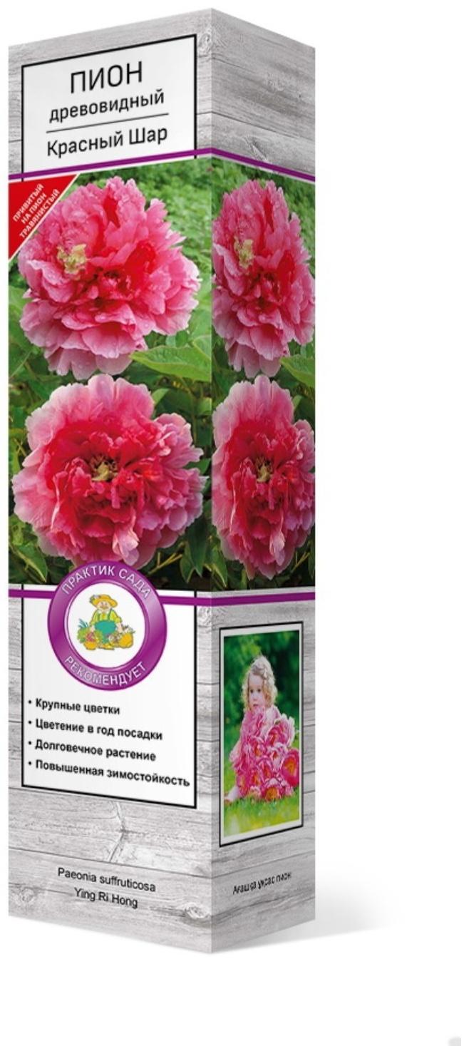 Пион древовидный (привитый на травянистый) 